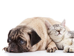 Pug and Cat Snuggling